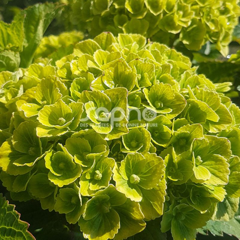 Hortensia Green Ever Belles® 'Hortmagreclo', Hydrangea macrophylla