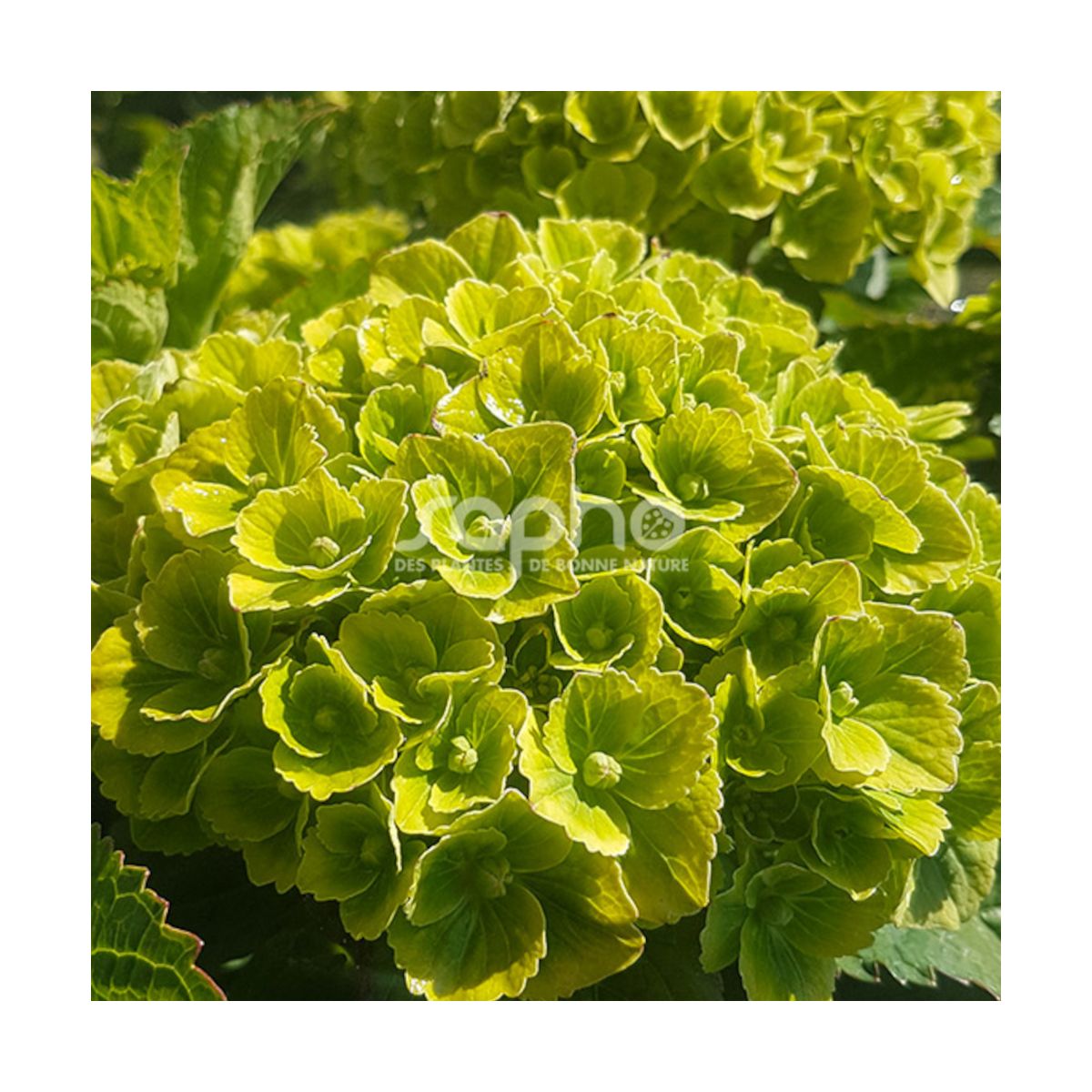 Hortensia Green Ever Belles® 'Hortmagreclo', Hydrangea macrophylla