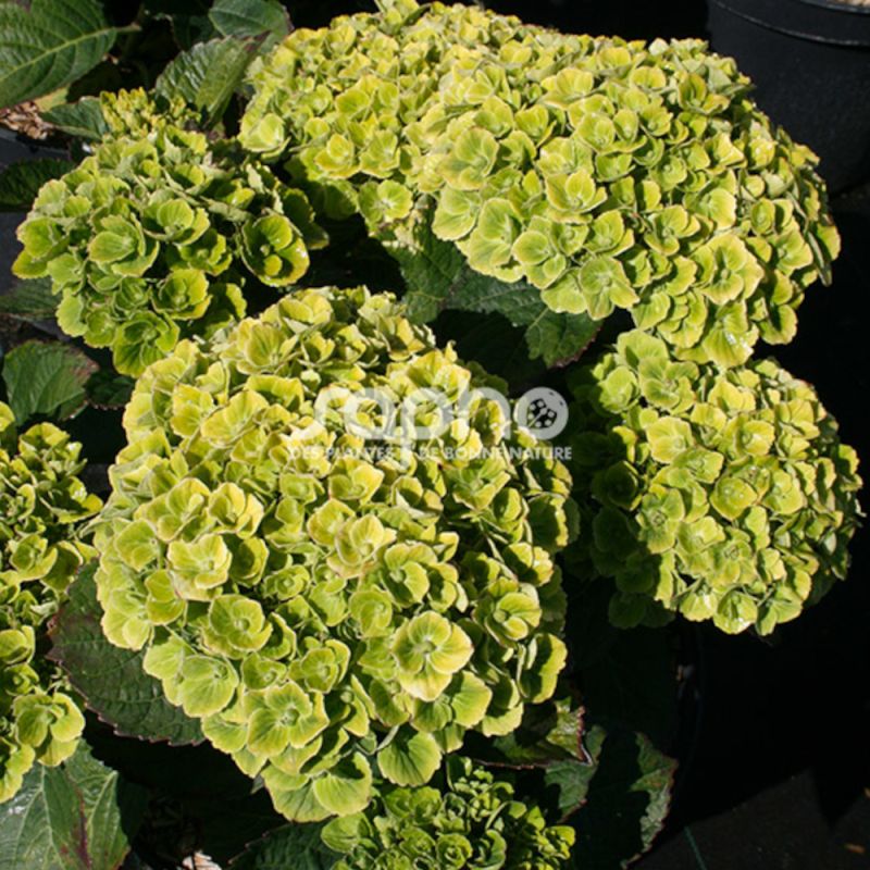 Hortensia Green Ever Belles® 'Hortmagreclo', Hydrangea macrophylla