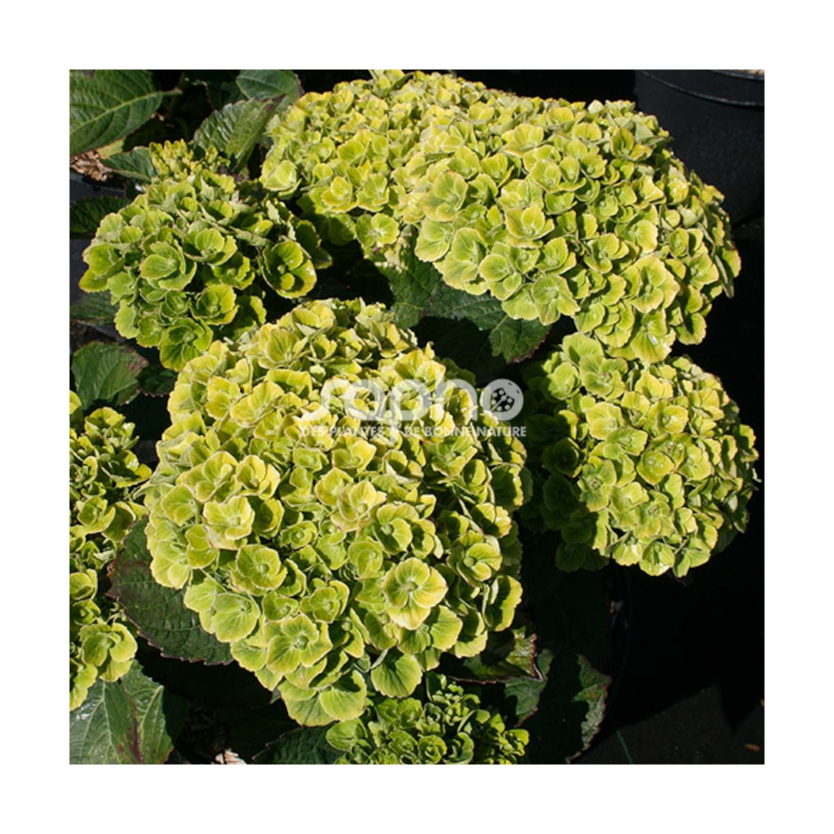 Hortensia Green Ever Belles® 'Hortmagreclo', Hydrangea macrophylla