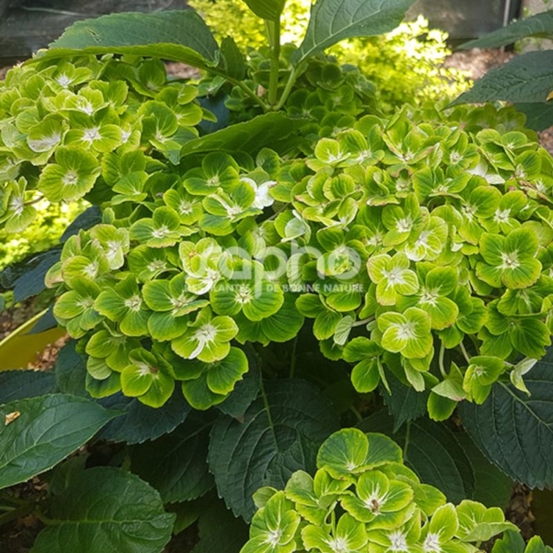 Hortensia Green Ever Belles® 'Hortmagreclo', Hydrangea macrophylla