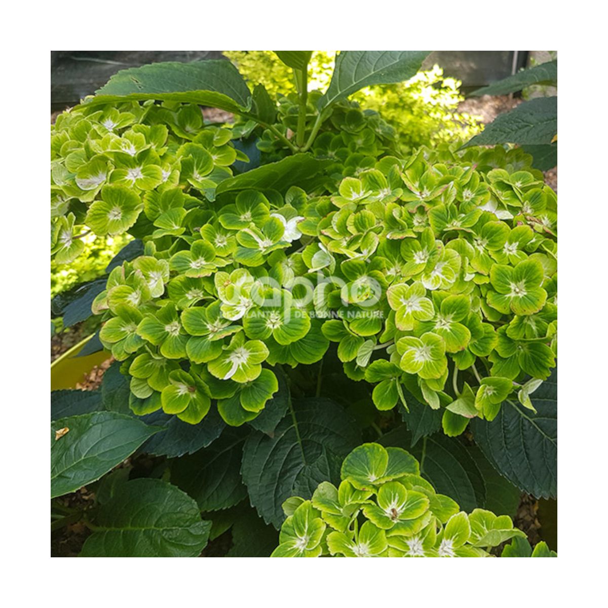 Hortensia Green Ever Belles® 'Hortmagreclo', Hydrangea macrophylla