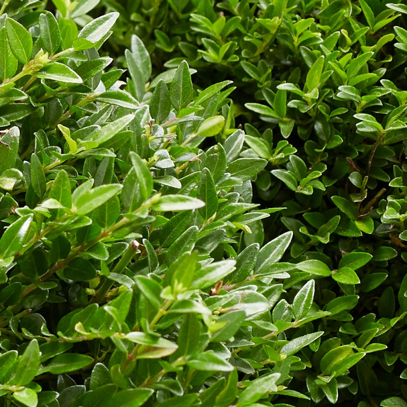 Chèvrefeuille arbustif Garden Clouds® Green Breeze 'GRLN01', Lonicera