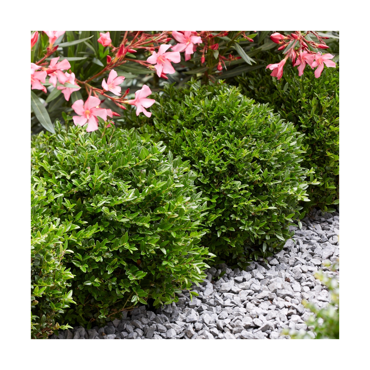 Chèvrefeuille arbustif Garden Clouds® Green Breeze 'GRLN01'