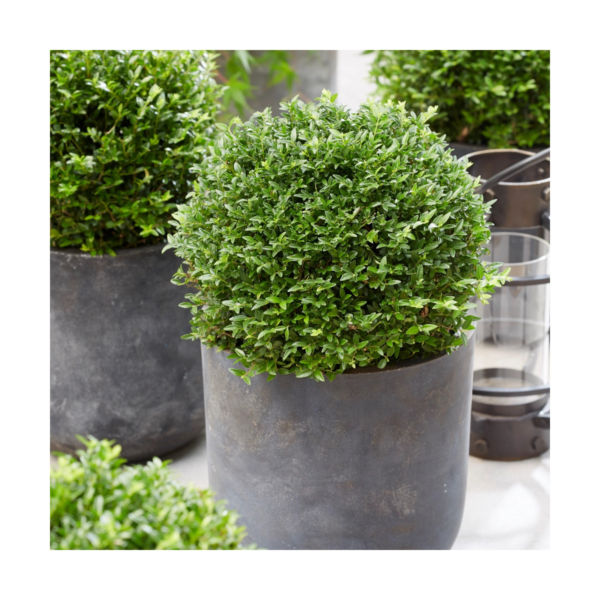 Chèvrefeuille arbustif Garden Clouds® Green Breeze 'GRLN01'