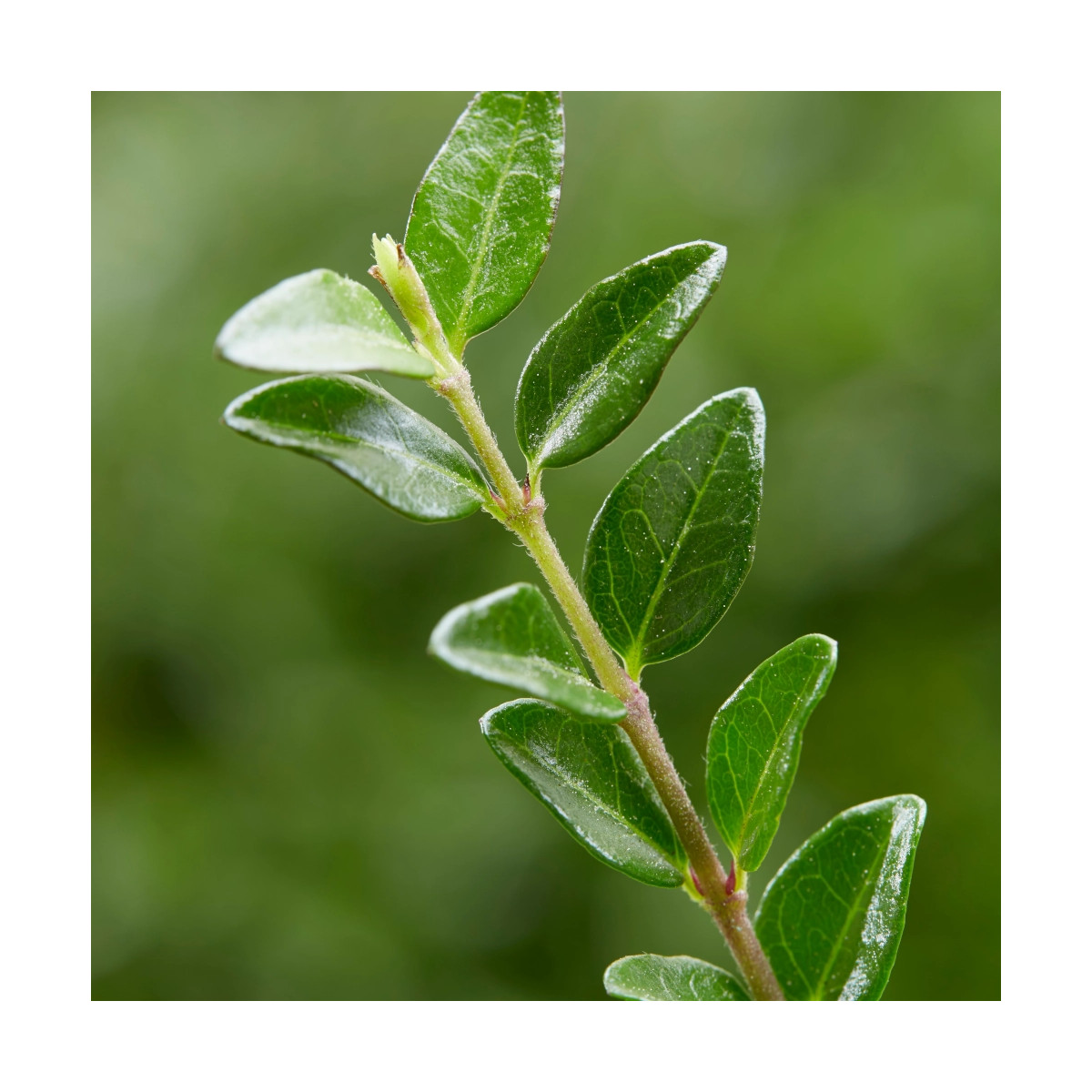 Chèvrefeuille arbustif Garden Clouds® Green Breeze 'GRLN01'