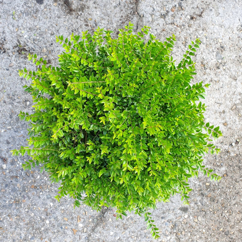Chèvrefeuille arbustif Garden Clouds® Green Breeze 'GRLN01', Lonicera