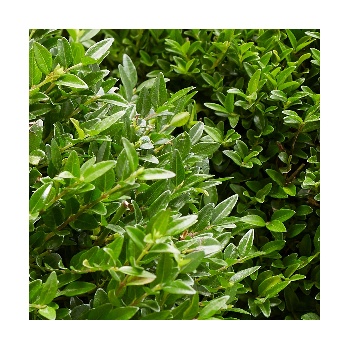 Chèvrefeuille arbustif Garden Clouds® Green Breeze 'GRLN01' Chèvrefeuille arbustif Garden Clouds® Green Breeze 'GRLN01'