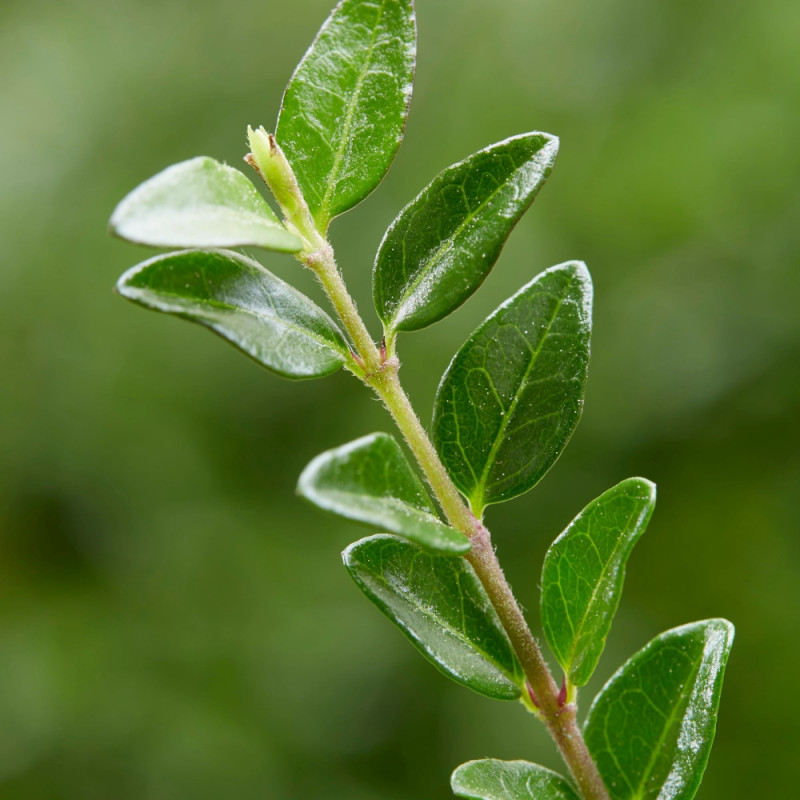 Chèvrefeuille arbustif Garden Clouds® Green Breeze 'GRLN01', Lonicera