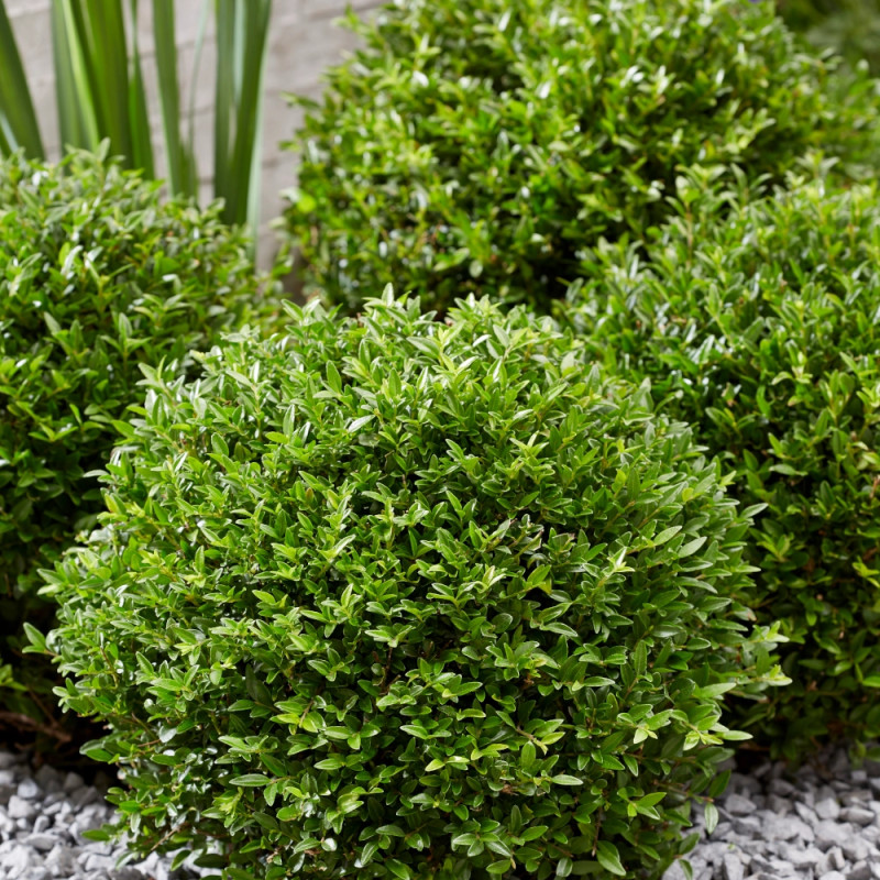 Chèvrefeuille arbustif Garden Clouds® Green Breeze 'GRLN01', Lonicera