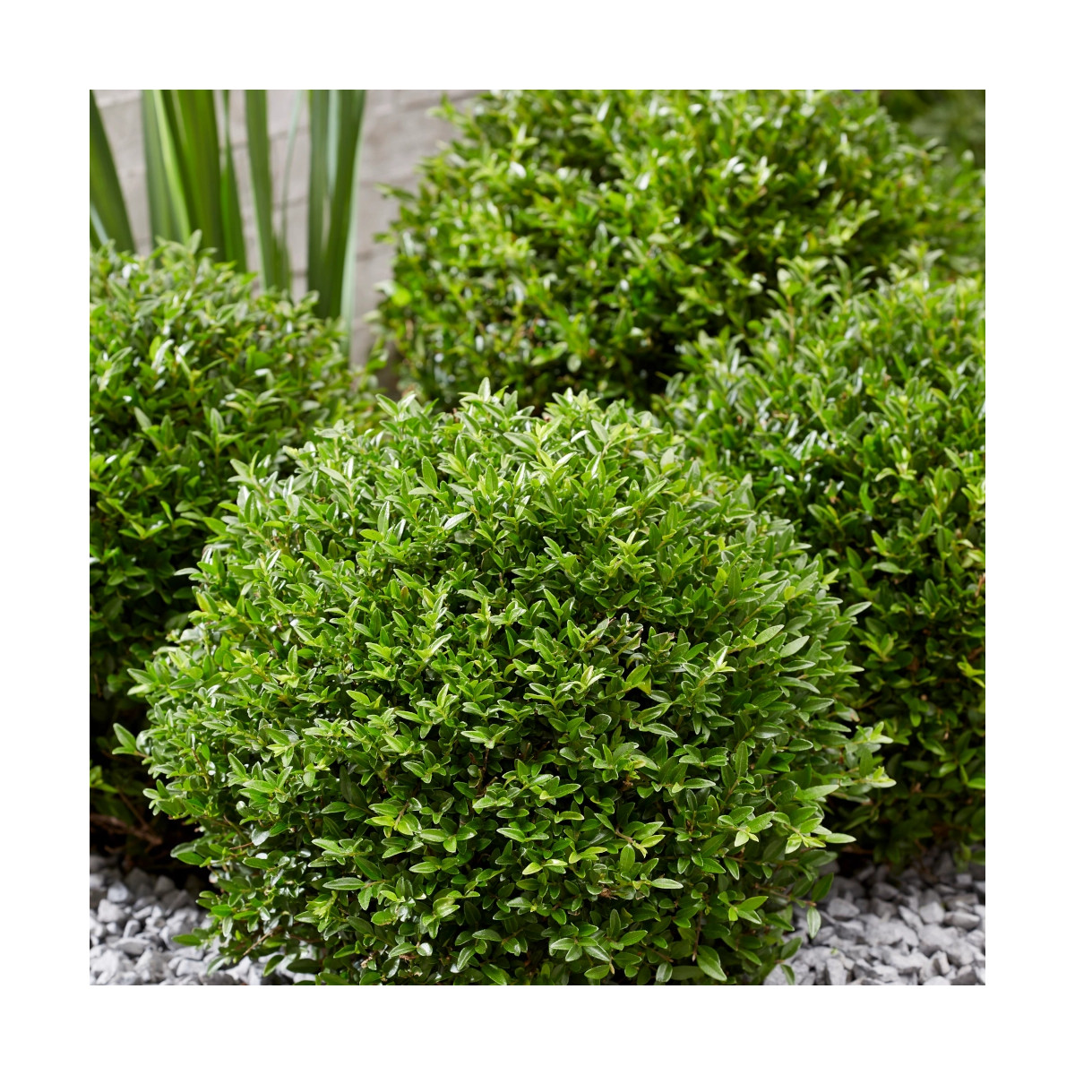 Chèvrefeuille arbustif Garden Clouds® Green Breeze 'GRLN01' Chèvrefeuille arbustif Garden Clouds® Green Breeze 'GRLN01'