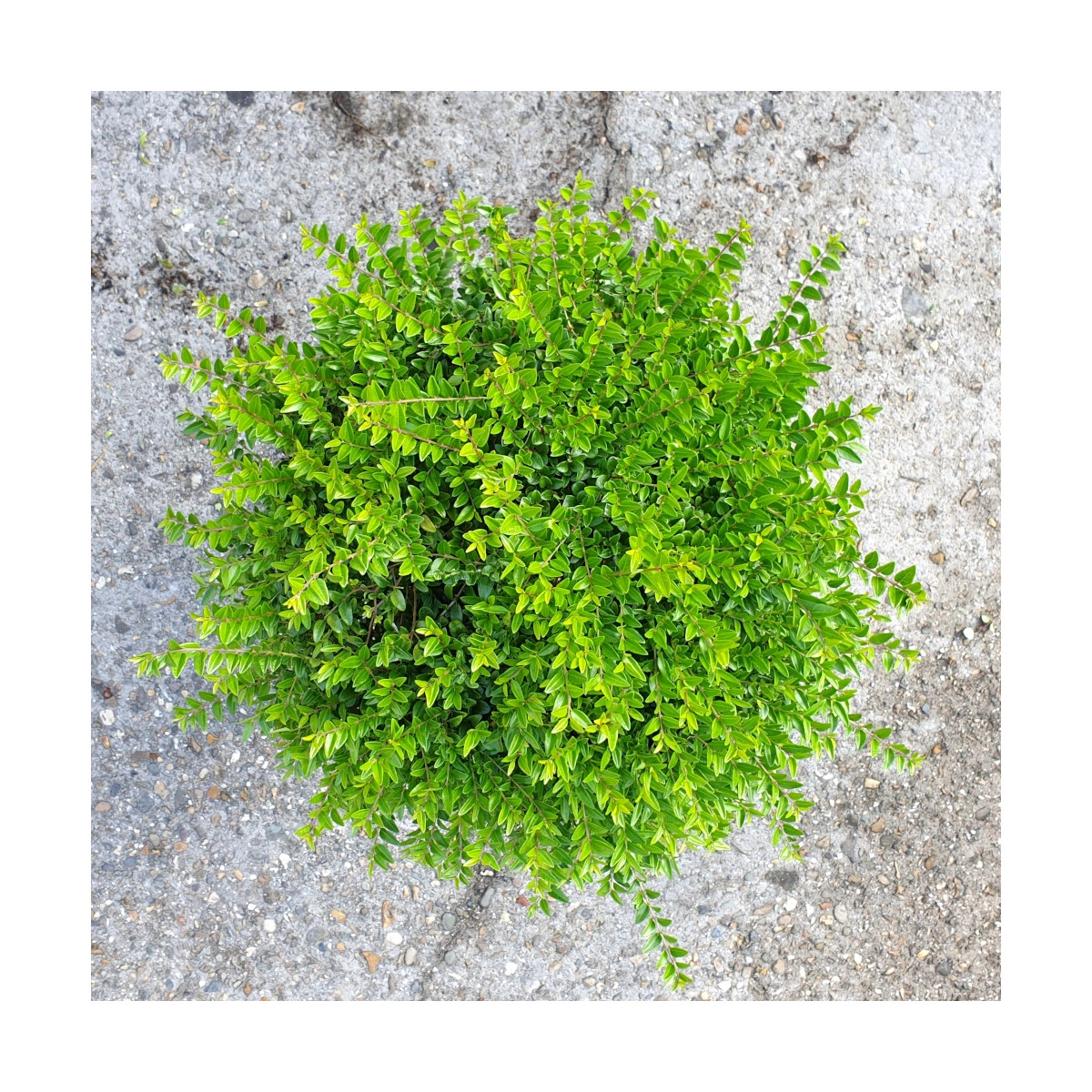 Chèvrefeuille arbustif Garden Clouds® Green Breeze 'GRLN01' Chèvrefeuille arbustif Garden Clouds® Green Breeze 'GRLN01'