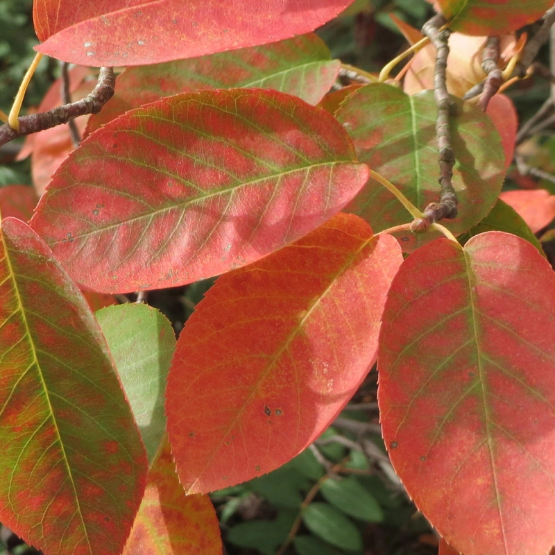Amélanchier de Lamarck, Amelanchier lamarckii