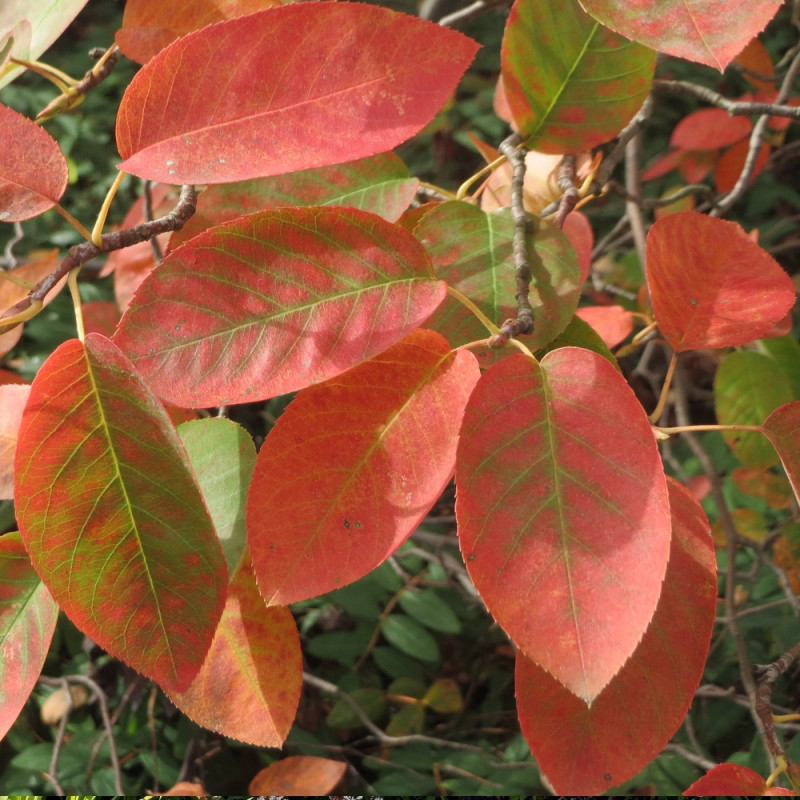 Amélanchier de Lamarck, Amelanchier lamarckii