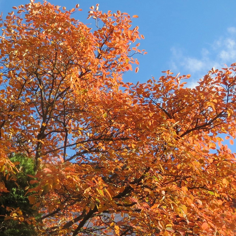 Amélanchier de Lamarck, Amelanchier lamarckii