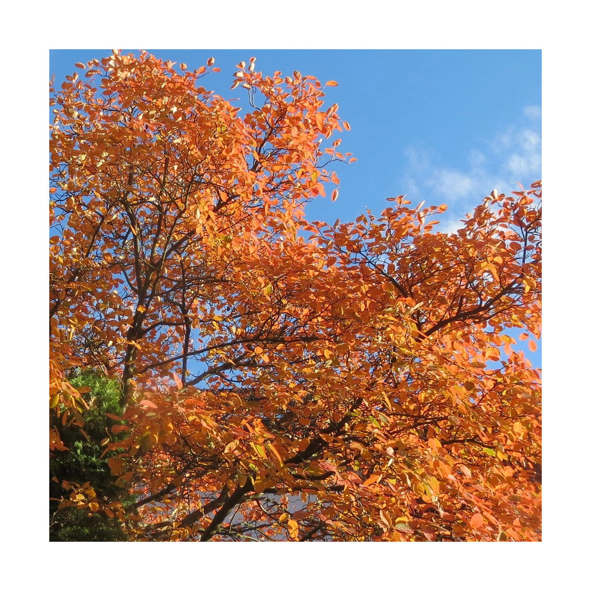 Amélanchier de Lamarck, Amelanchier lamarckii