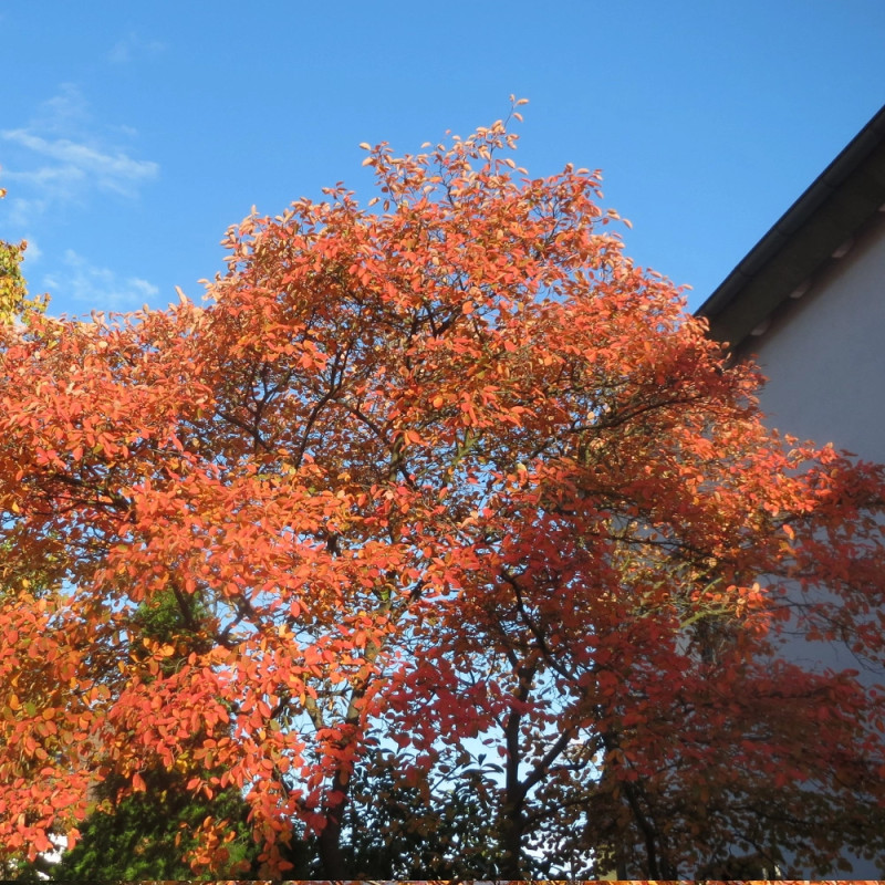 Amélanchier de Lamarck, Amelanchier lamarckii
