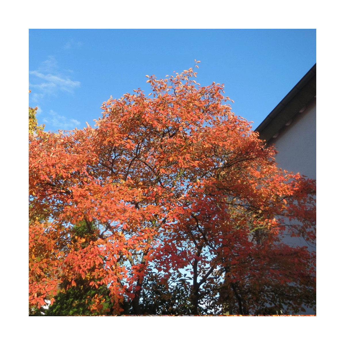 Amélanchier de Lamarck - SILENCE, ça pousse !, Amelanchier lamarckii