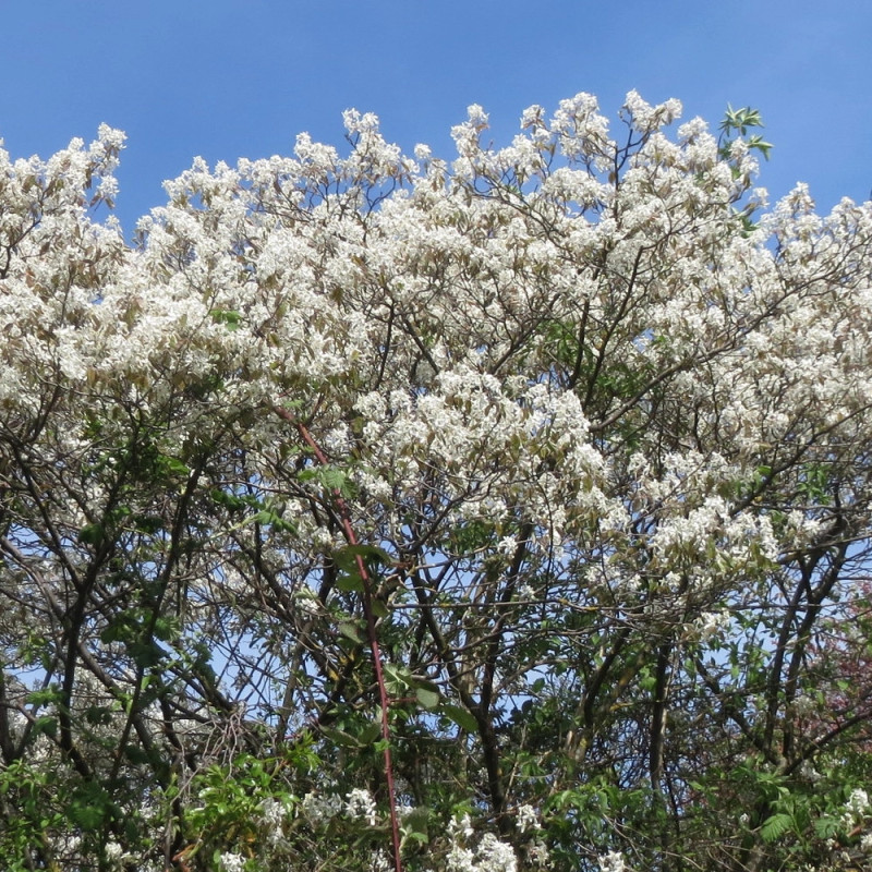 Amélanchier de Lamarck - SILENCE, ça pousse !, Amelanchier lamarckii