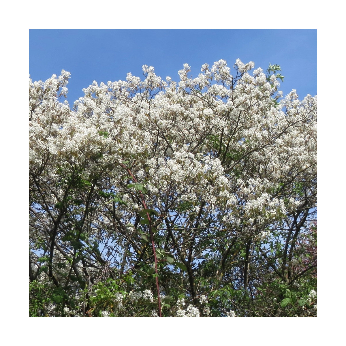 Amélanchier de Lamarck - SILENCE, ça pousse !, Amelanchier lamarckii