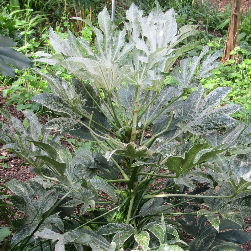 Fatsia Spider's Web, Faux-Aralia du Japon