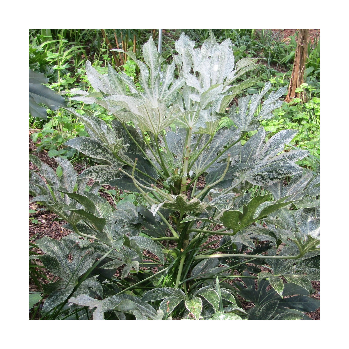 Plante d'ombre Fatsia Spider's Web dans un pot design sur une terrasse