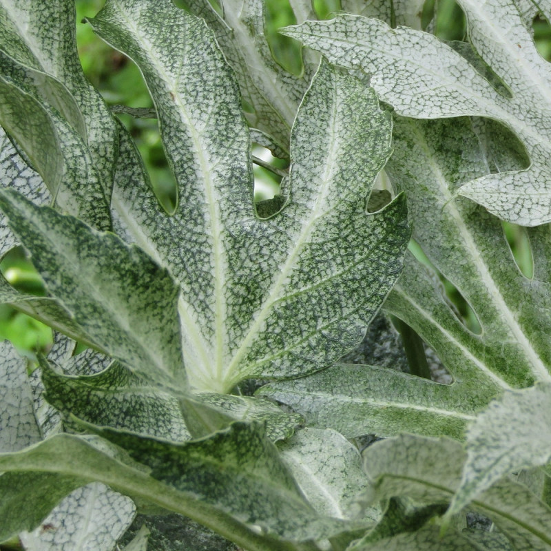 Fatsia Spider's Web, Faux-Aralia du Japon