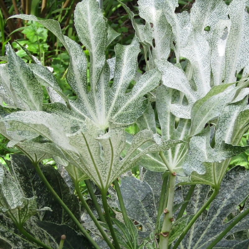 Fatsia Spider's Web, Faux-Aralia du Japon