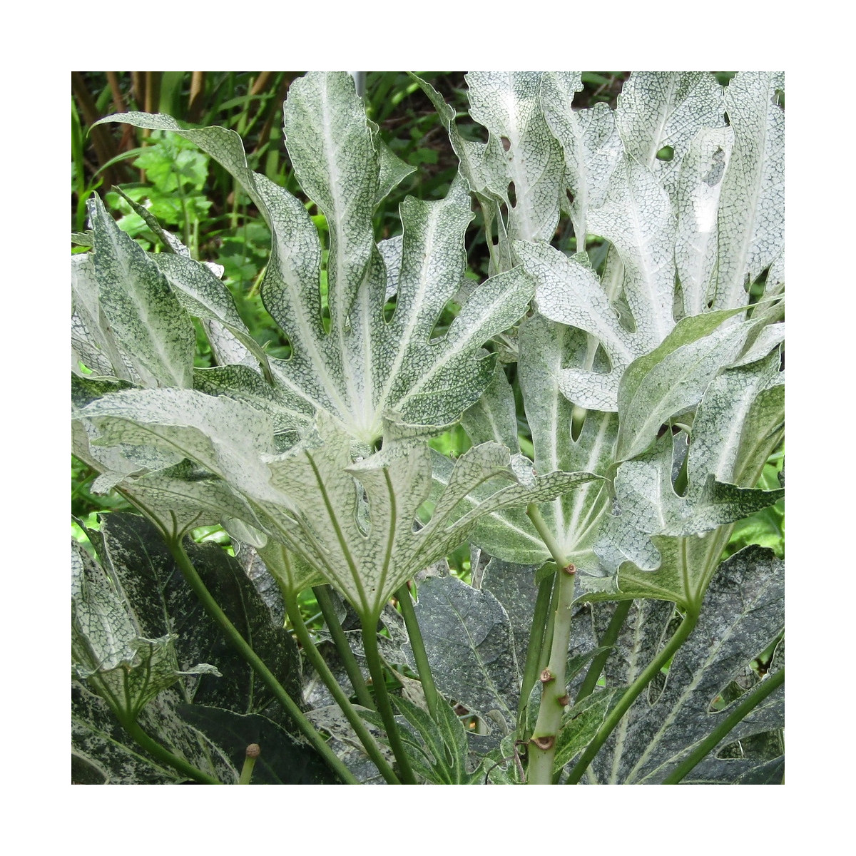 Fatsia Spider's Web