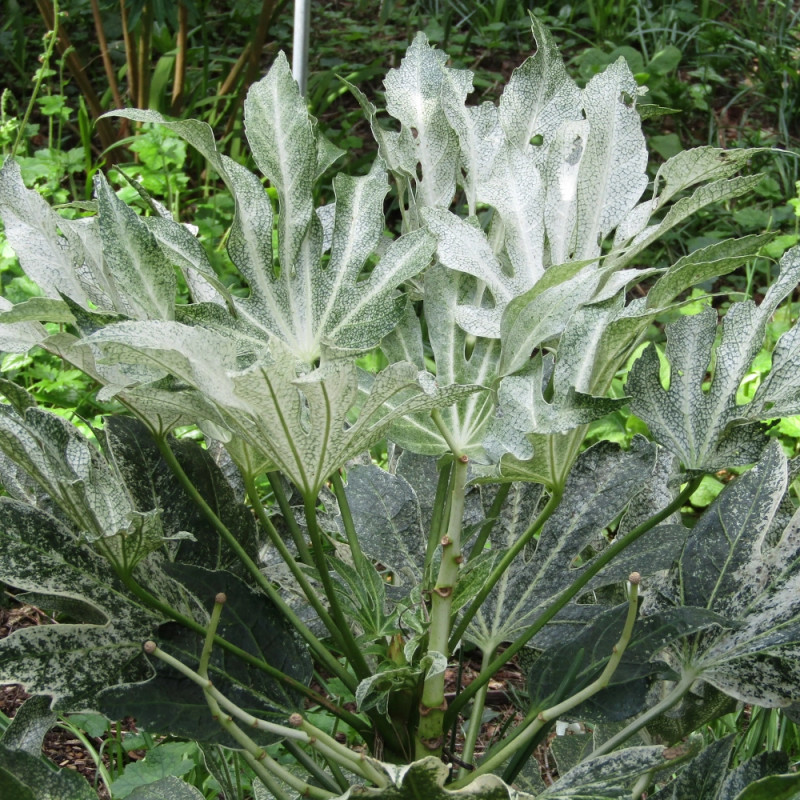 Fatsia Spider's Web, Faux-Aralia du Japon