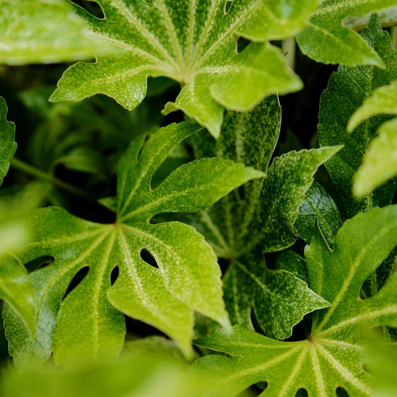Fatsia Spider's Web, Faux-Aralia du Japon