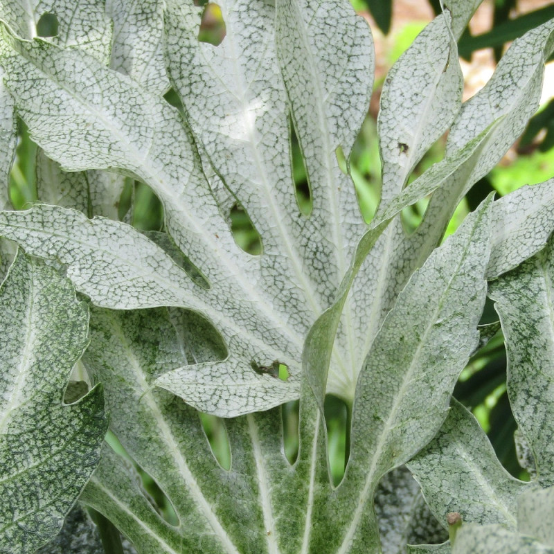 Fatsia  Spider's Web, Faux-Aralia du Japon