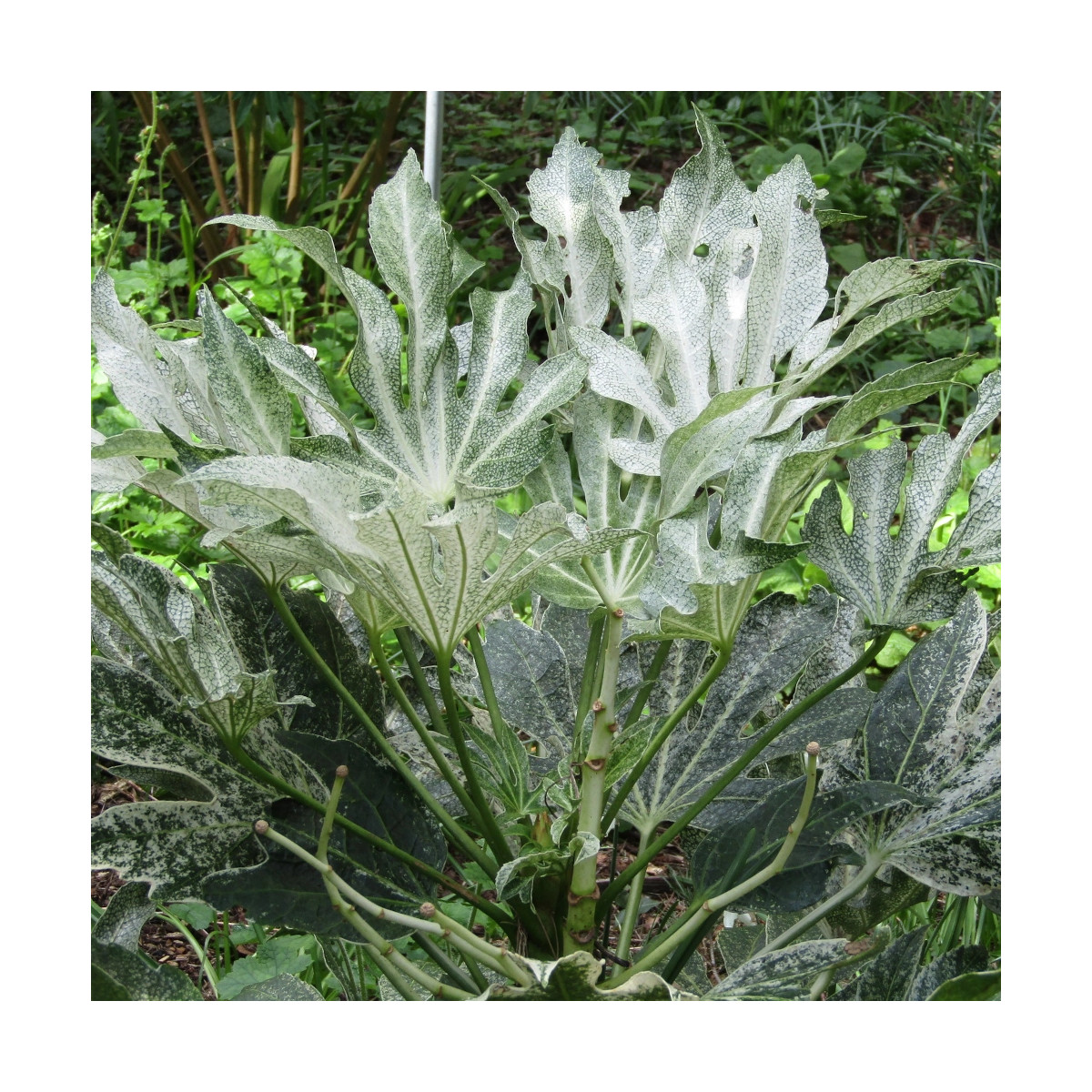 Fatsia Spider's Web