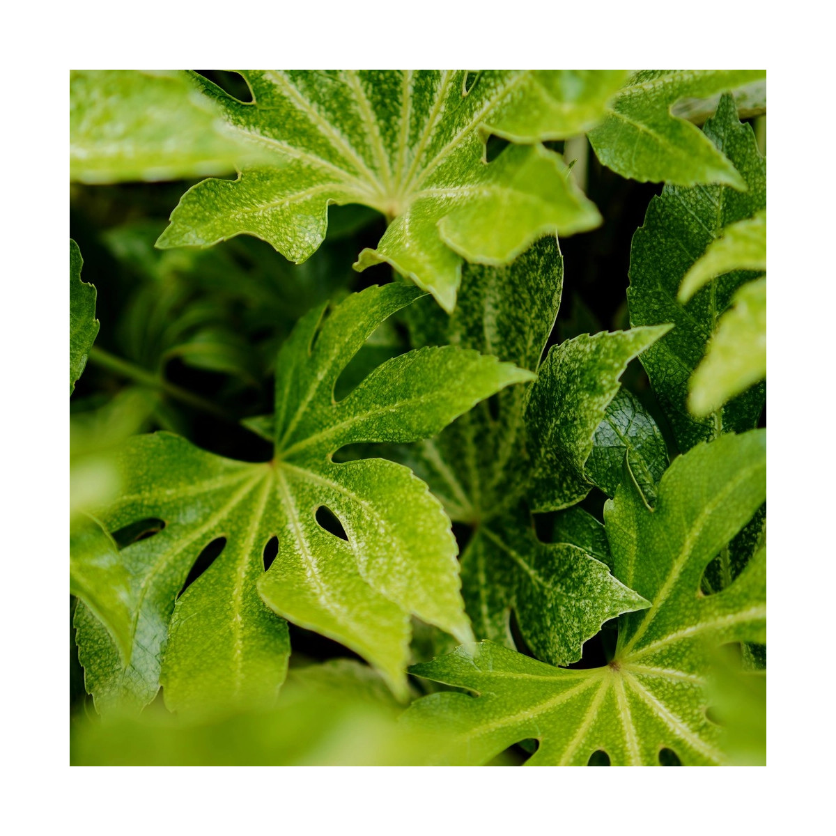 Fatsia Spider's Web
