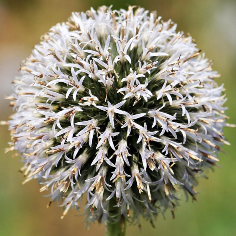 Boule azurée Arctic, Echinops