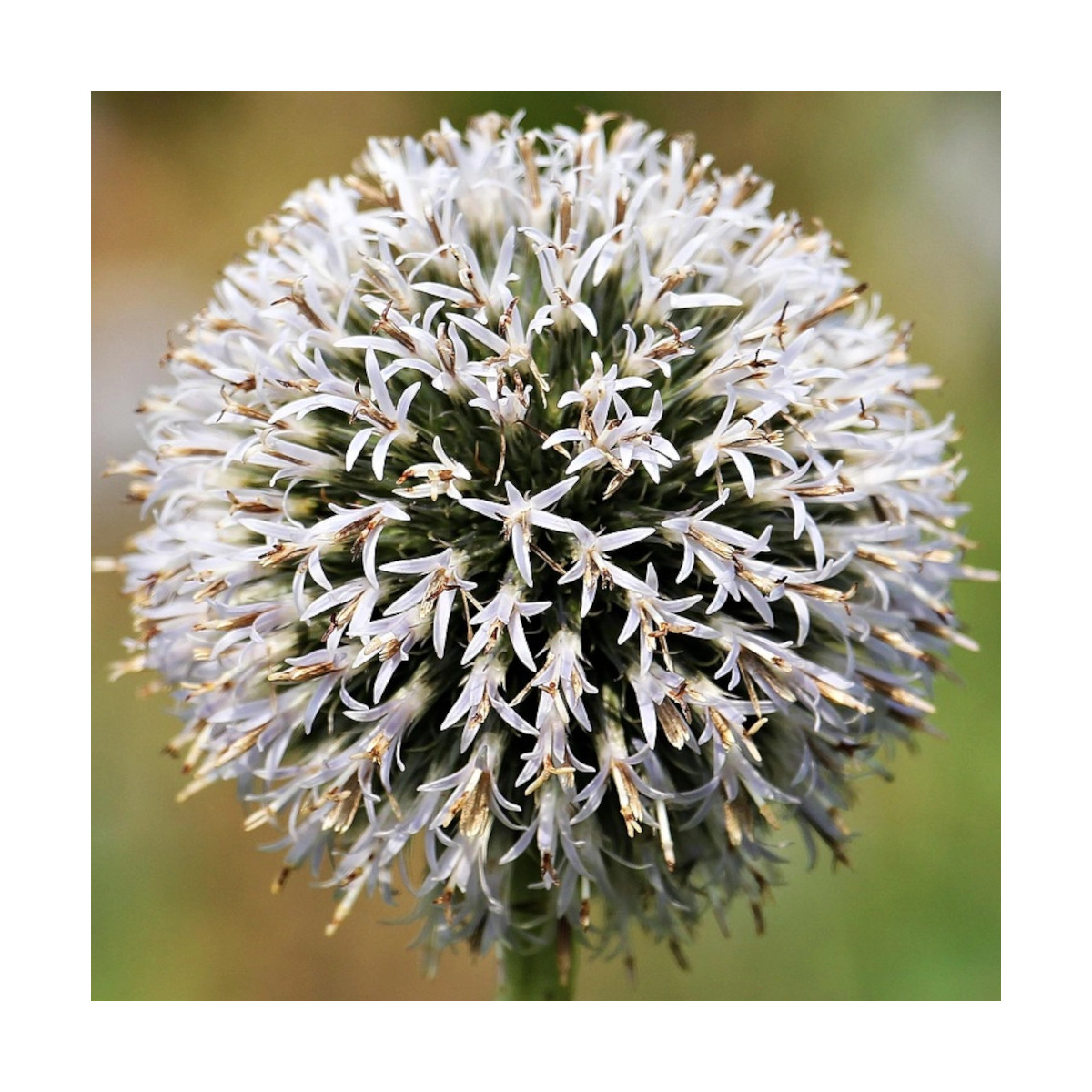 Boule azurée Arctic, Echinops
