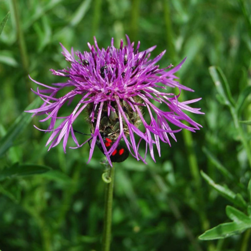 Centaurée scabieuse