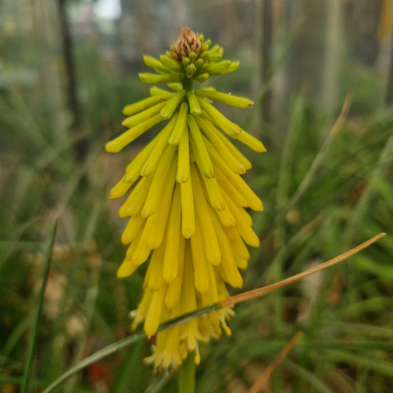 Kniphofia, Tison de Satan Lemon Popsicle®