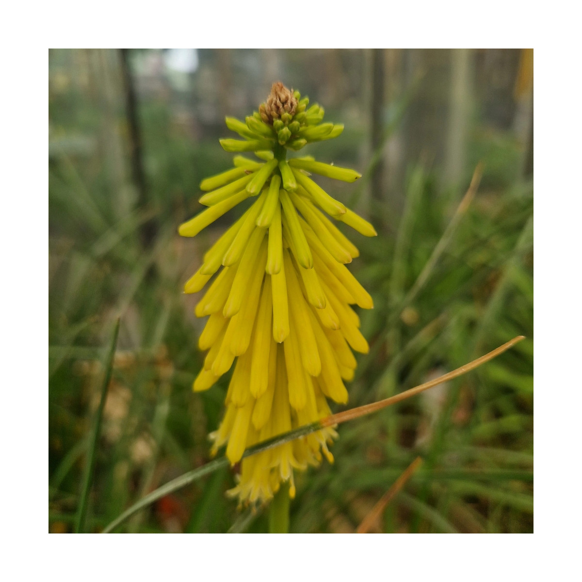 Kniphofia, Tison de Satan Lemon Popsicle®