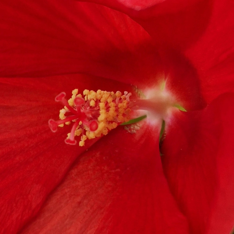 Hibiscus des marais Raijin® 'Akata88'