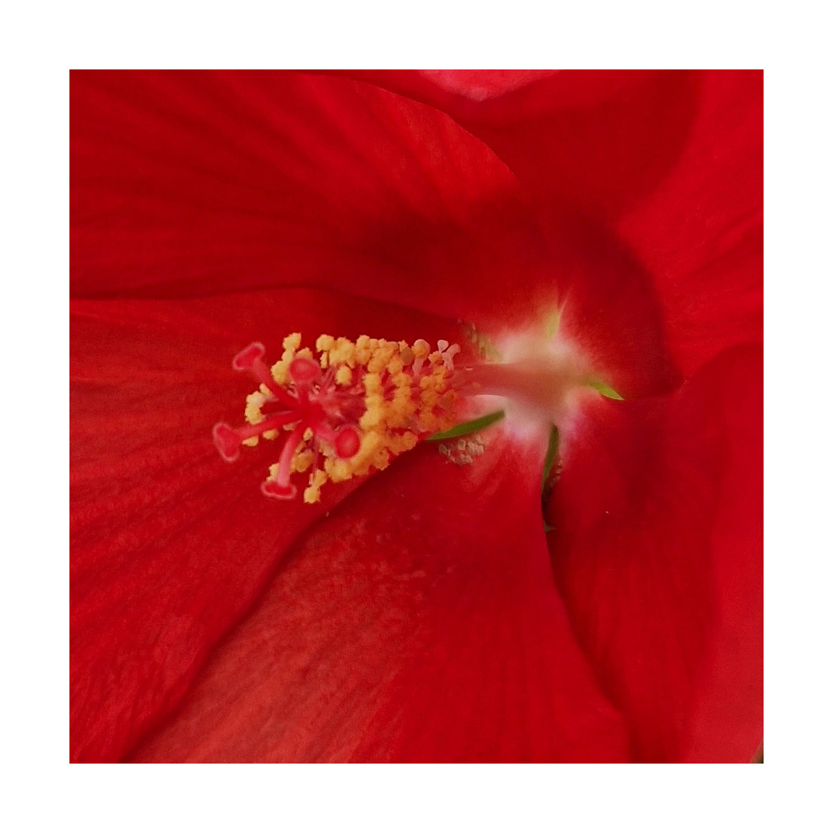 Hibiscus des marais Raijin® 'Akata88'