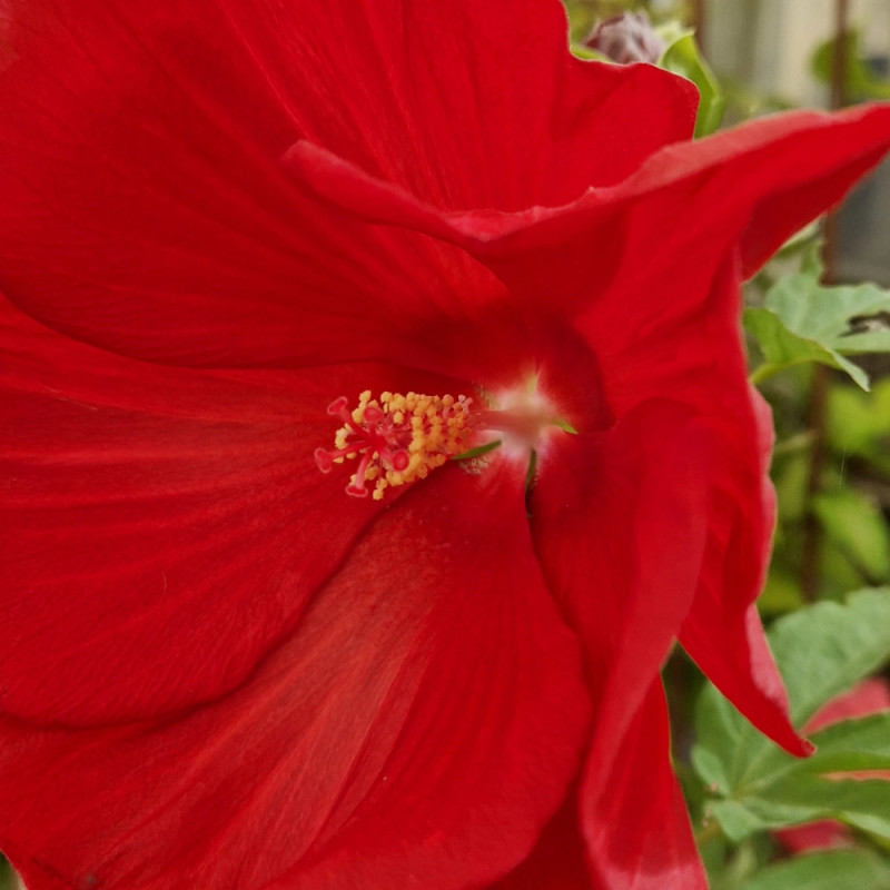 Hibiscus des marais Raijin® 'Akata88'