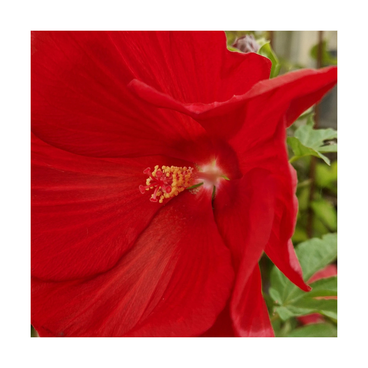 Hibiscus des marais Raijin® 'Akata88'