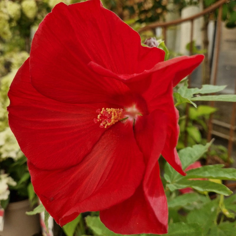 Hibiscus des marais Raijin® 'Akata88'