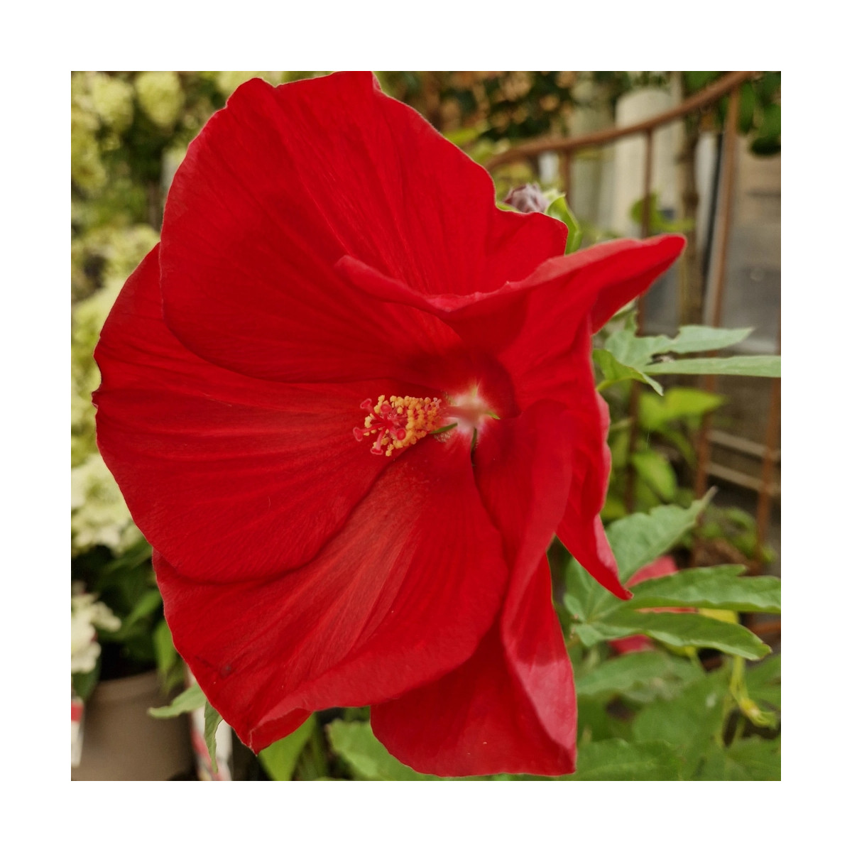 Hibiscus des marais Raijin® 'Akata88'