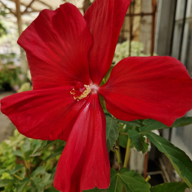 Hibiscus des marais Raijin® 'Akata88'