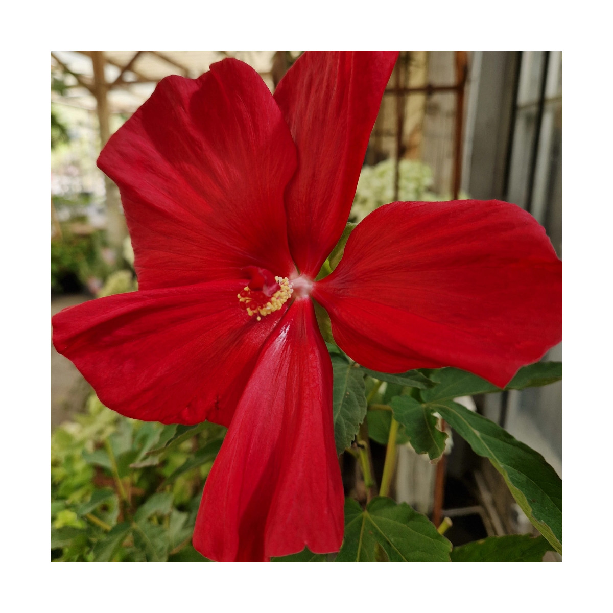 Hibiscus des marais Raijin® 'Akata88'