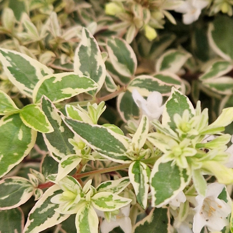 Abelia Sparkling Silver® - SILENCE, ça pousse !, Abélia panachée