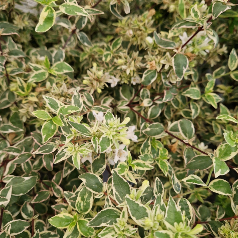 Abelia Sparkling Silver® - SILENCE, ça pousse !, Abélia panachée