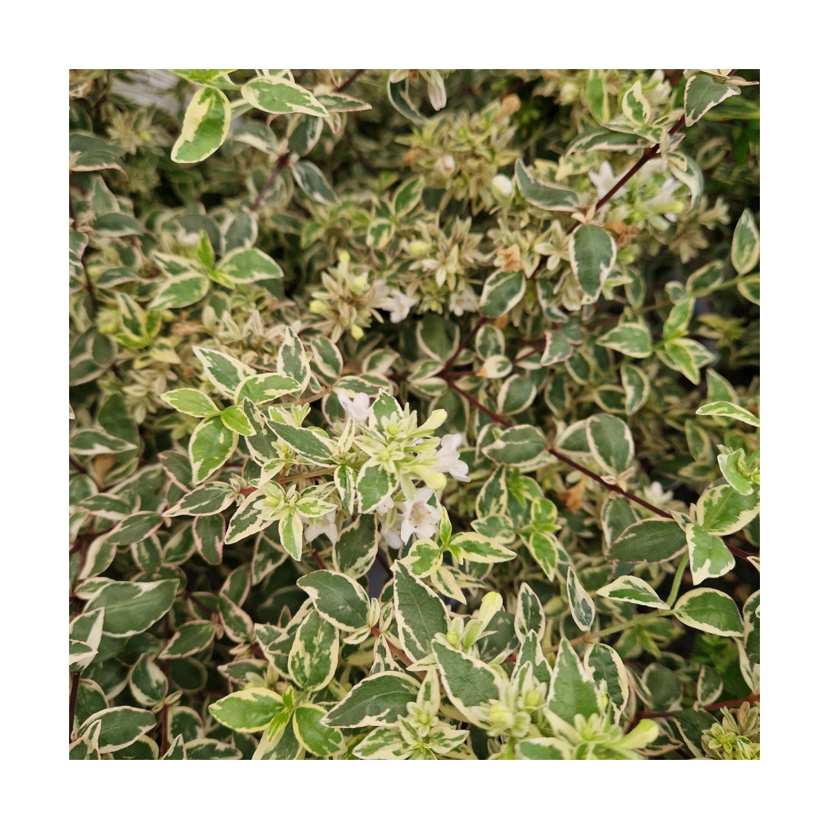 Vente en ligne Abelia Sparkling Silver SILENCE ça pousse